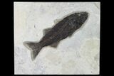 Uncommon Fish Fossil (Mioplosus) - Wyoming #168338-1